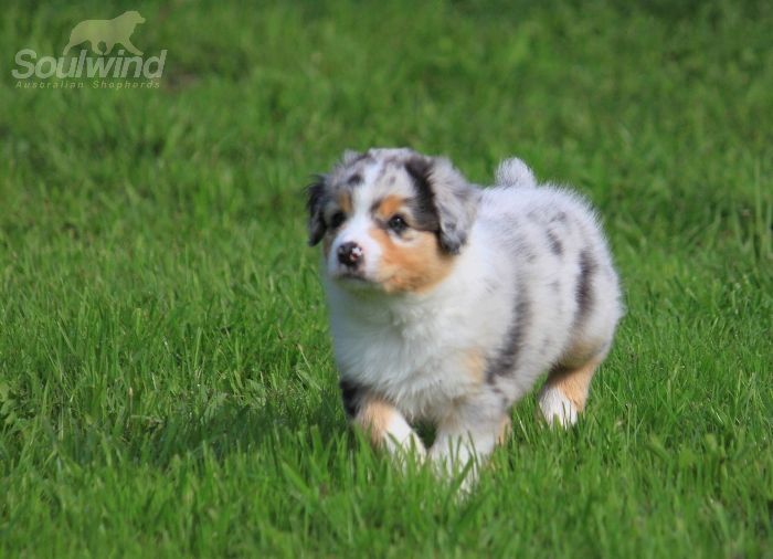 Aussie Welpe