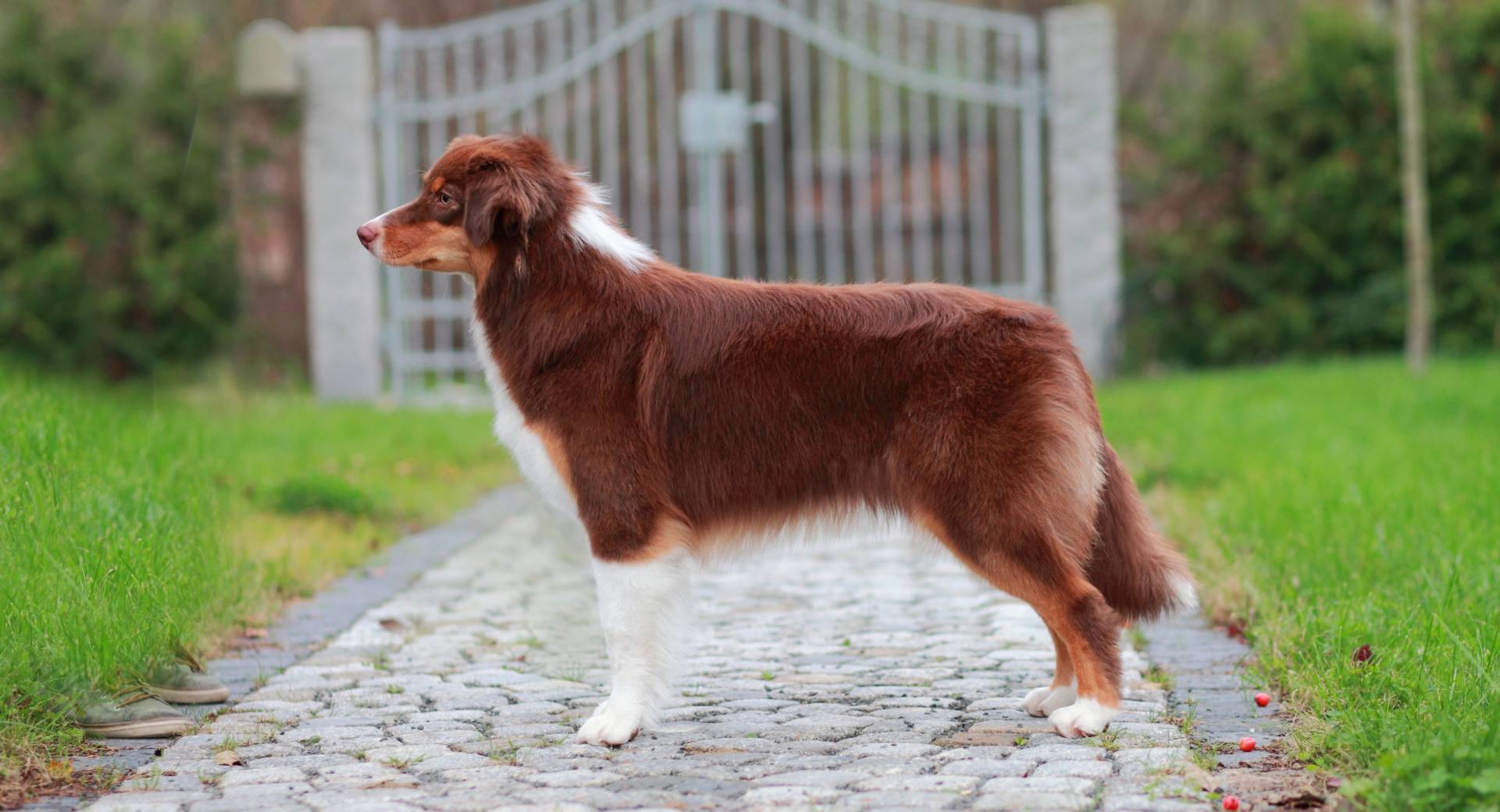 Australian Shepherd Red Tri Australian Shepherd Red Tri