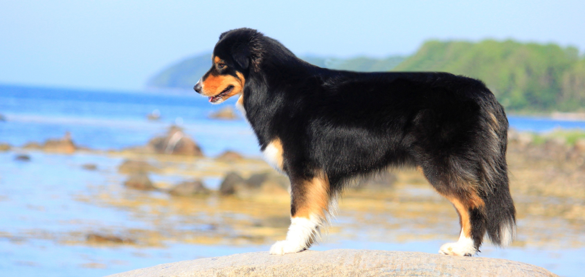 Australian Shepherd Black Tri Australian Shepherd Black Tri