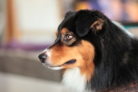 oscar-kopf2