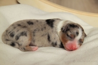 Blue merle Rüde