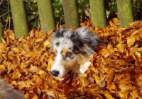 20151117074747