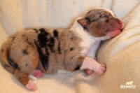 Blue merle Hündin
