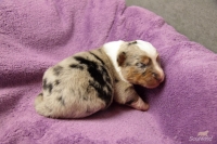 blue merle Hündin