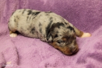 blue merle Rüde 1
