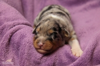 blue merle Rüde 2