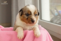 blue merle Hündin