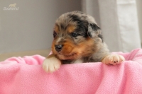 blue merle Rüde 1