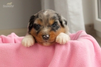blue merle Rüde 2