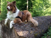 mogli