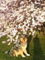 balou