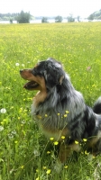 balou