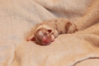 Red Merle Welpe