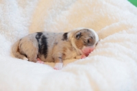 blue merle Hündin