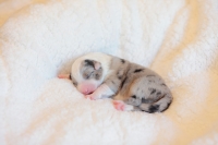 Blue merle Hündin