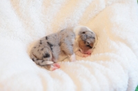 Blue merle Hündin