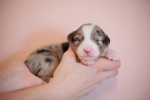 blue-merle-ruede