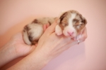 red-merle-ruede