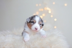 blue-merle-ruede