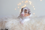 red-merle-ruede