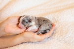 blue-merle-ruede