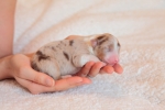 red-merle-ruede