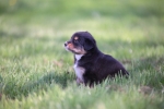 black-tri-huendin