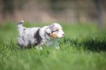 blue-merle-ruede