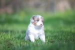 red-merle-ruede