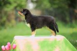 black-tri-huendin