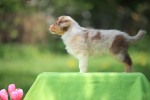 red-merle-ruede