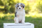 blue-merle-ruede