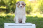 red-merle-ruede