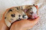 blue-merle-H