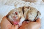 red-merle-H1
