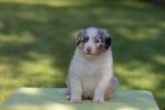 MG_3292-k