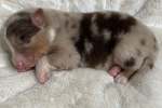 red-merle-huendin