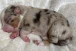 red-merle-huendin2