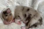 red-merle-huendin3