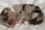 red-merle-ruede