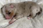 red-merle-ruede2