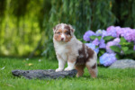 red-merle-huendin1