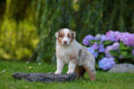 red-merle-huendin2