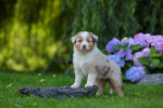 red-merle-huendin3