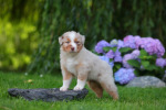 red-merle-ruede1