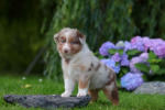 red-merle-ruede2