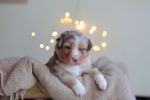 redmerle-ruede