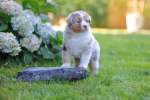 red-merle-huendin