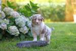 red-merle-ruede
