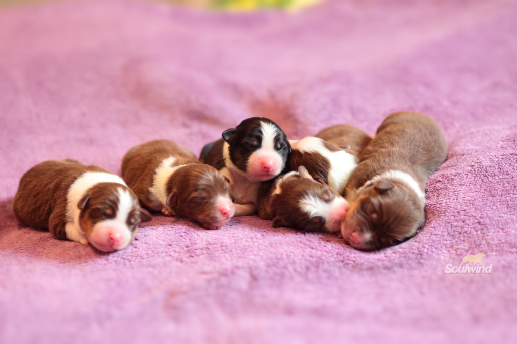 Die E-Wurf Welpen sind da! - Soulwind Australian Shepherds